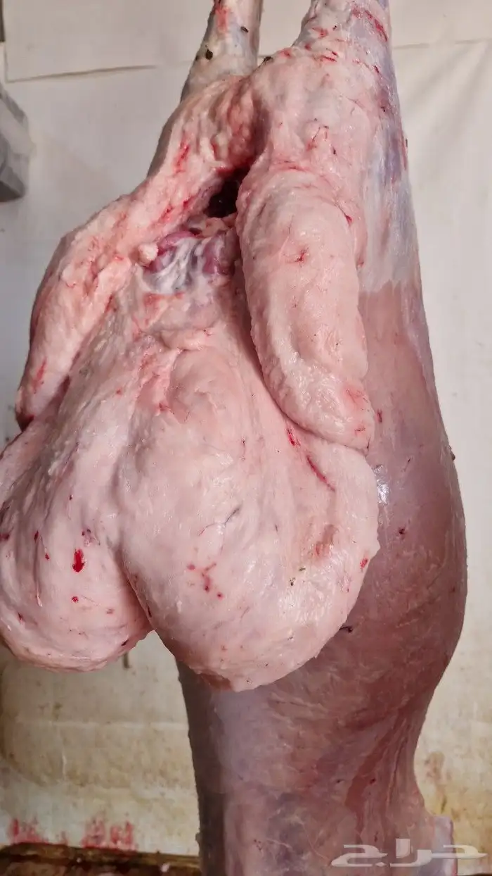 ذبائح هرافي وتيوس 0