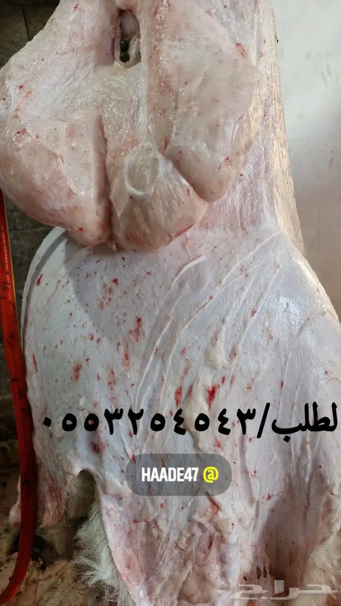 ذبايح ذبائح 6