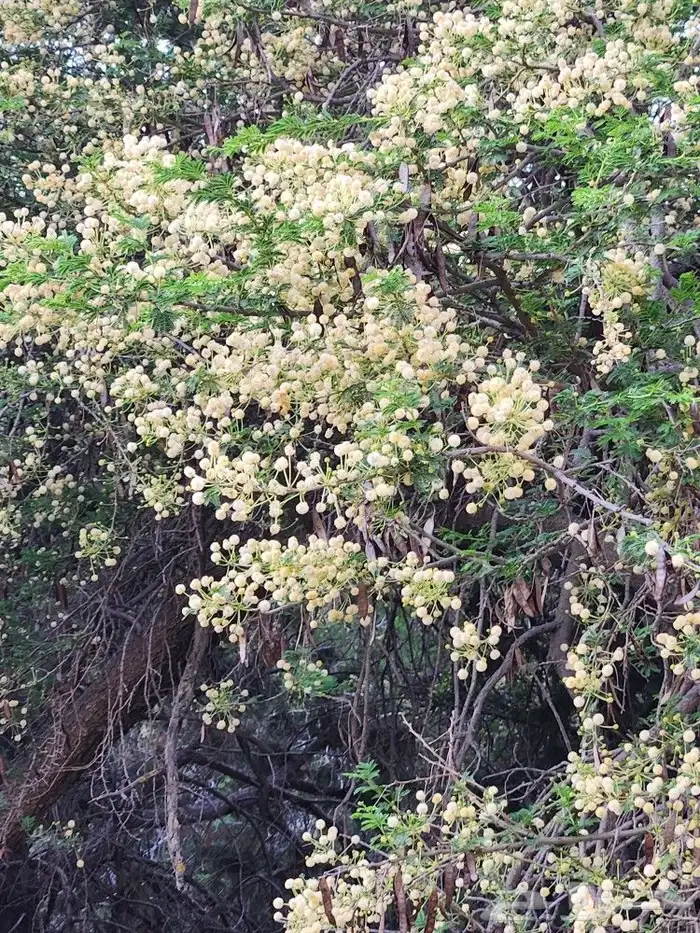 عسل طلح الباحة الفاخر 2