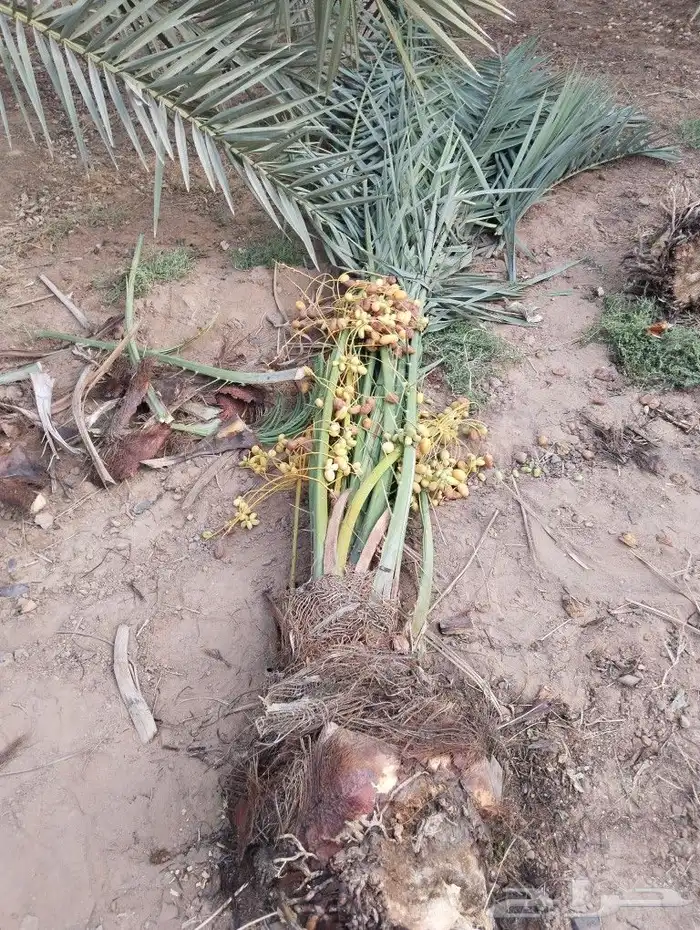 نخل للبيع تصديره قطر مصري الأمارات البحرين نخل مثمر 5