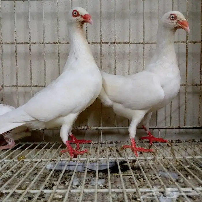 دنش ابيض صك بإنتاجه تم البيع 4