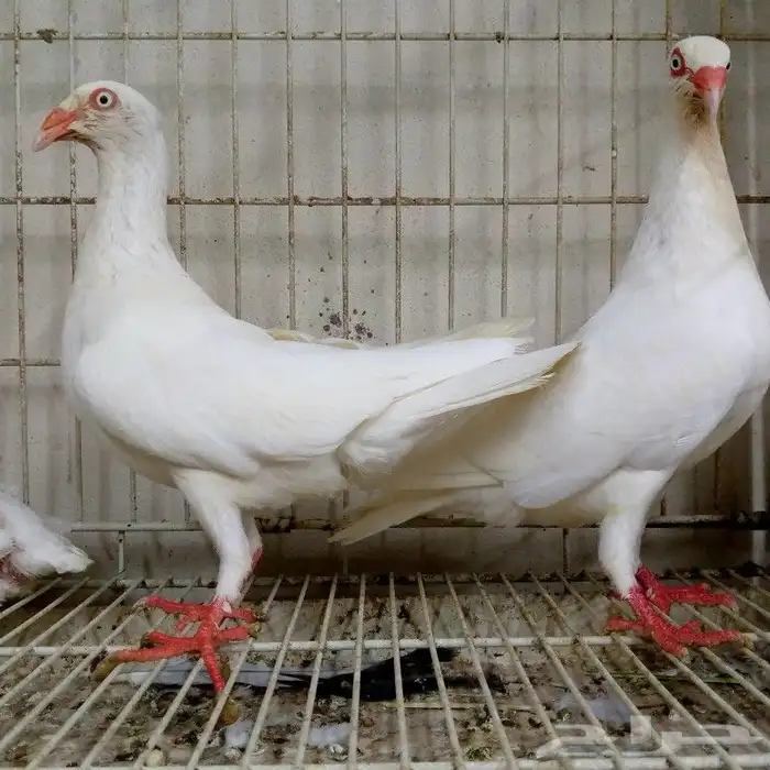 دنش ابيض صك بإنتاجه تم البيع 5