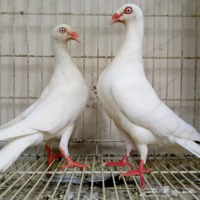 دنش ابيض صك بإنتاجه تم البيع 1