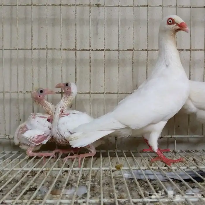 دنش ابيض صك بإنتاجه تم البيع 3