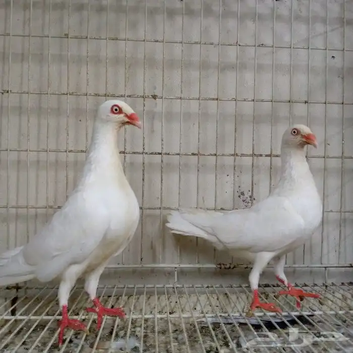 دنش ابيض صك بإنتاجه تم البيع 0