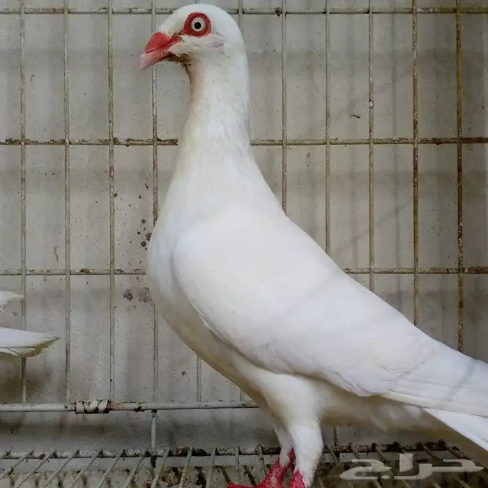 دنش ابيض صك بإنتاجه تم البيع 2