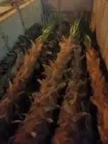 تكريب النخل وصيانه وتكريب شنطونيا ونخل عربي 4