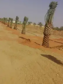 تكريب النخل وصيانه وتكريب شنطونيا ونخل عربي 9