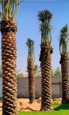 تكريب النخل وصيانه وتكريب شنطونيا ونخل عربي 3