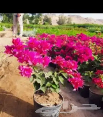 لتنسيق الحدائق وزراعة جميع انواع الأشجار المثمرة والزينة 0