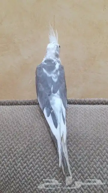 تم البيع كروان هوليدي 2