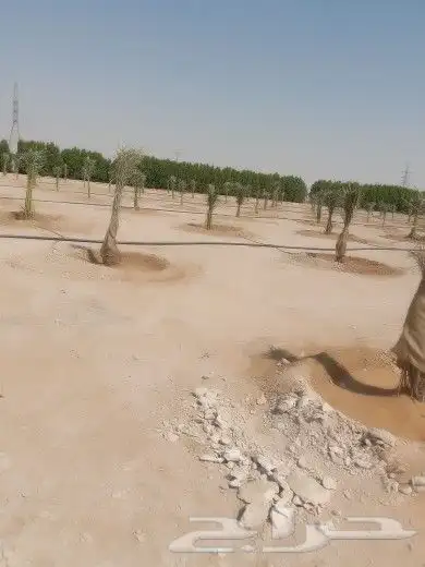 مقول نخل عربي وشنطني وصينة مزراع 1