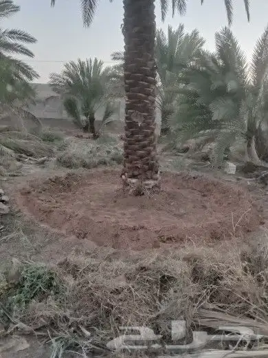 مقول نخل عربي وشنطني وصينة مزراع 0