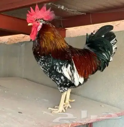 توصيل من الباحه الى جيزان 0