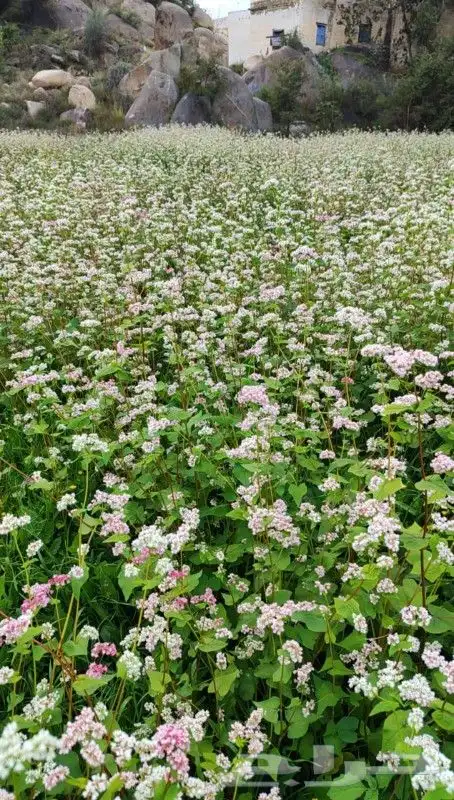 الحنطة السوداء و الشوفان والبر والشعير 5