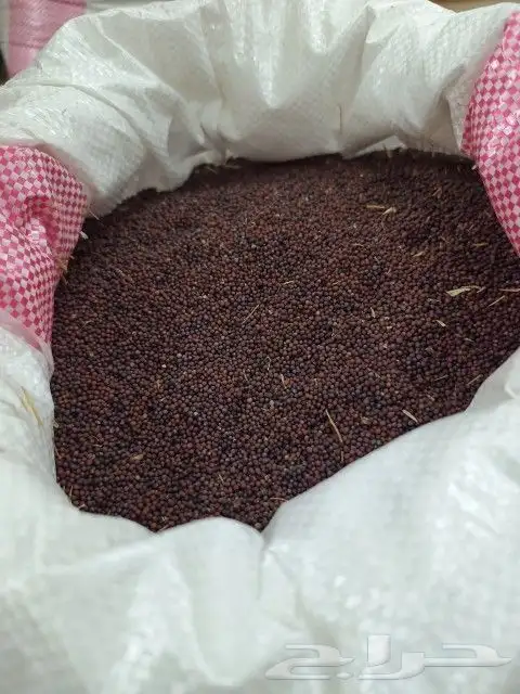 الحنطة السوداء و الشوفان والبر والشعير 4