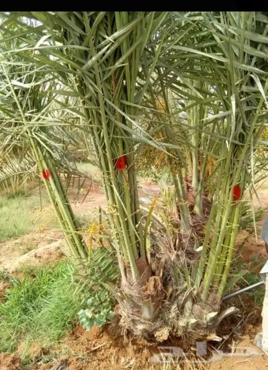 يوجد لدينا جميع انواع النخيل المثمر الموقع الدوادمي عفيف الب 6