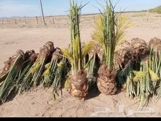 يوجد لدينا جميع انواع النخيل المثمر الموقع الدوادمي عفيف الب 0