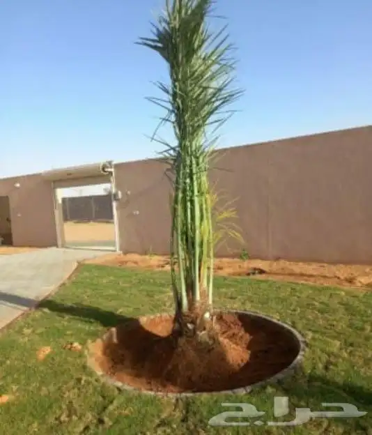 يوجد لدينا جميع انواع النخيل المثمر الموقع الدوادمي عفيف الب 1