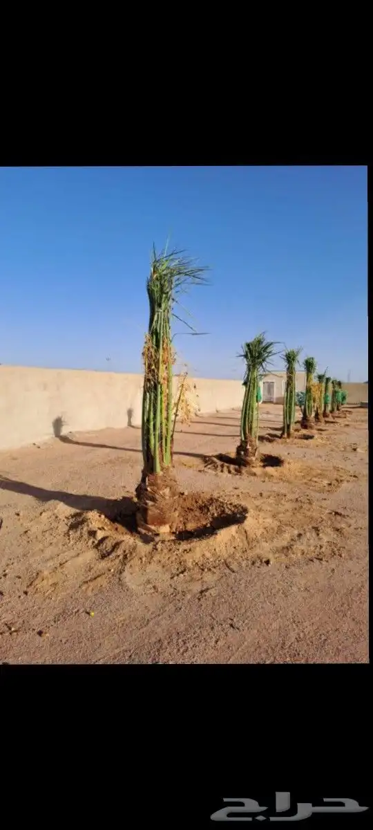 يوجد لدينا جميع انواع النخيل المثمر الموقع الدوادمي عفيف الب 8
