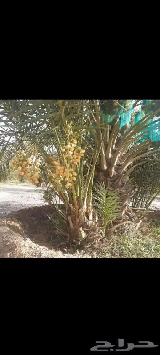 يوجد لدينا جميع انواع النخيل المثمر الموقع الدوادمي عفيف الب 3
