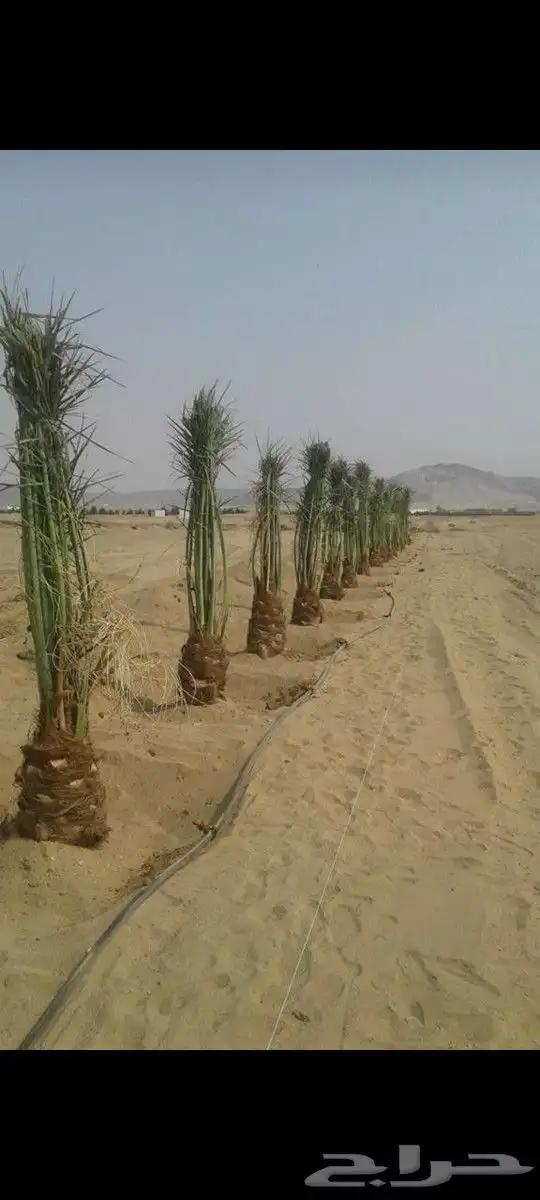 يوجد لدينا جميع انواع النخيل المثمر الموقع الدوادمي عفيف الب 7