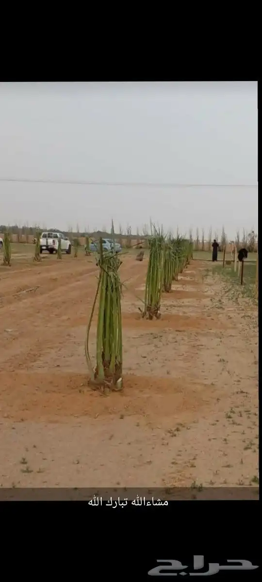 يوجد لدينا جميع انواع النخيل المثمر الموقع الدوادمي عفيف الب 5