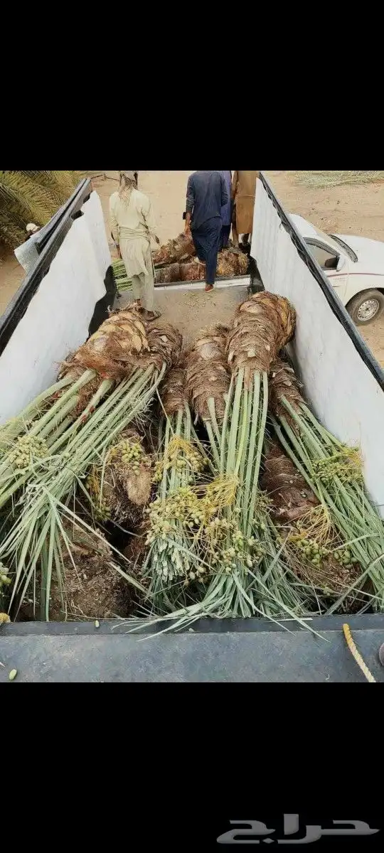 يوجد لدينا جميع انواع النخيل المثمر الموقع الدوادمي عفيف الب 2