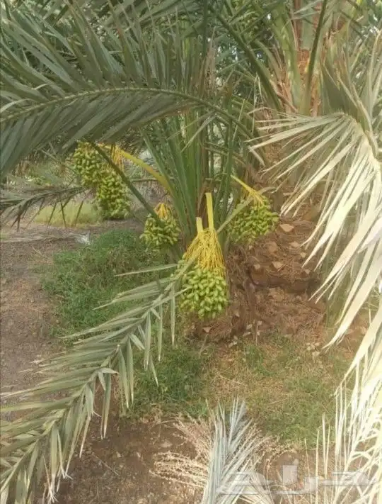يوجد لدينا جميع انواع النخيل المثمر الموقع الدوادمي عفيف الب 4