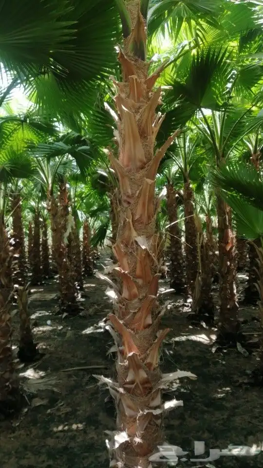 تكريب النخل وصيانه وتكريب شنطونيا ونخل عربي 8