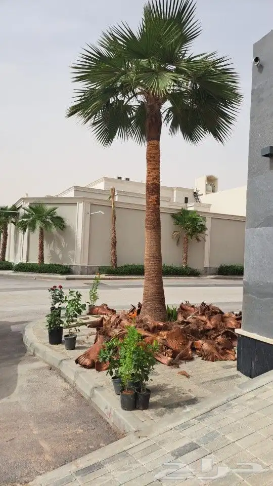 تكريب النخل وصيانه وتكريب شنطونيا ونخل عربي 0