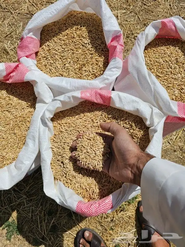 الحنطة السوداء و الشوفان والبر والشعير 1