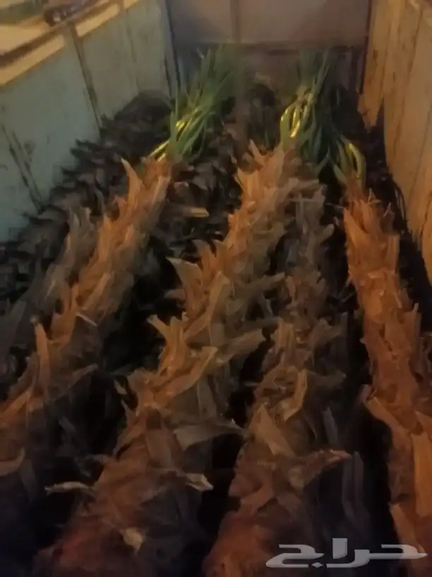 تكريب النخل وصيانه وتكريب شنطونيا ونخل عربي 7