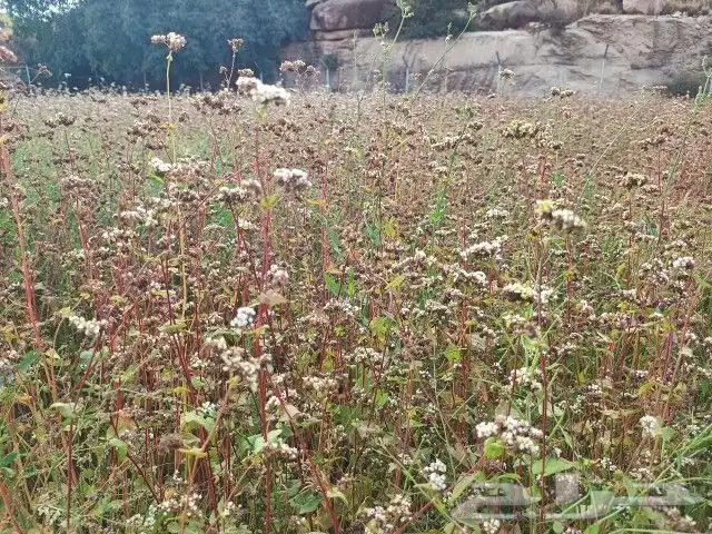 الحنطة السوداء و الشوفان والبر والشعير 3