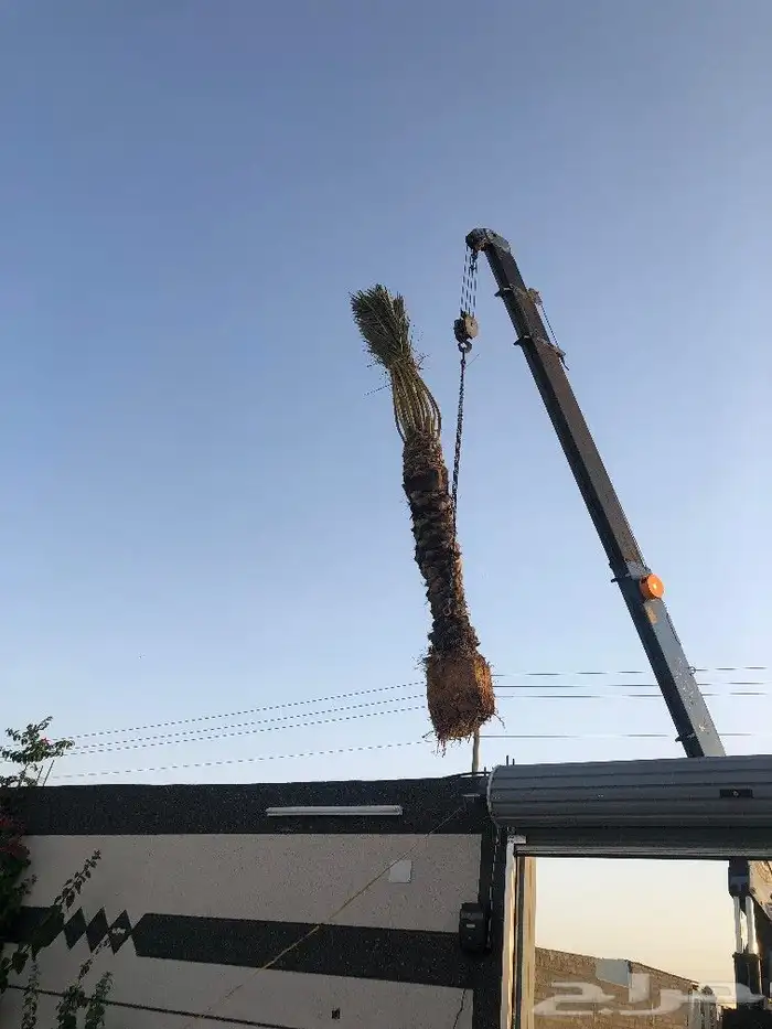 زيتون و نخيل 1