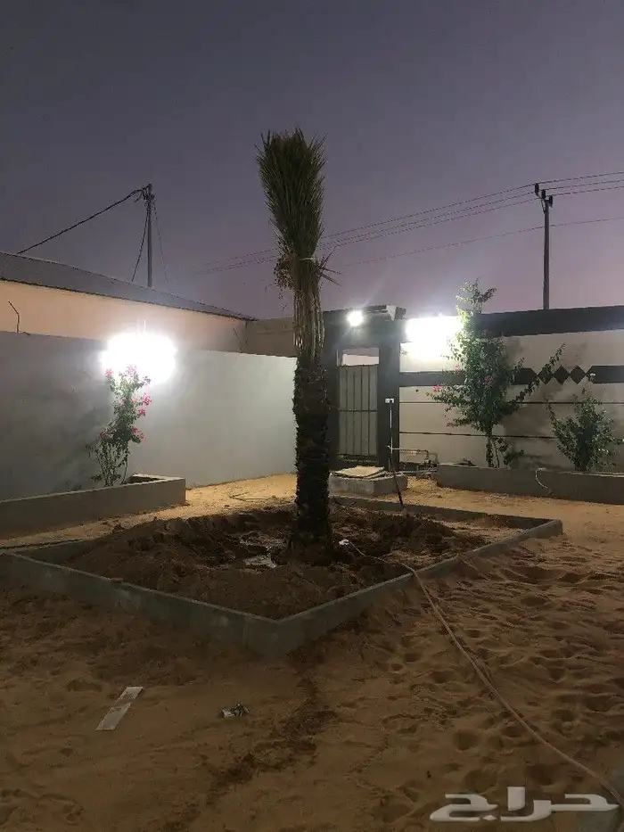 زيتون و نخيل 2