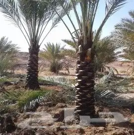 يوجد لدينا انوع الشجر والزيتون المعمر والنخيل عربي وشنطني 1
