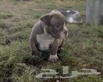 جرو ذكر بولي شوكلت دم الصين 5