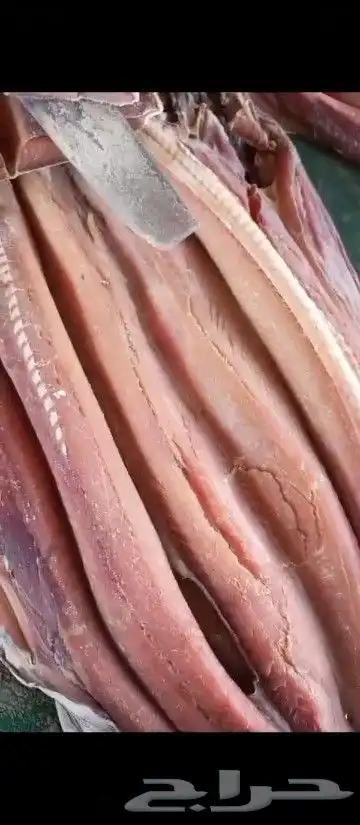 لخم وحنيذ مكلاوي رقم واحد 6