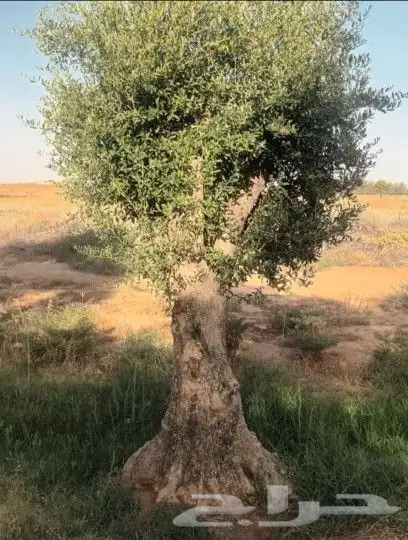 يوجد لدينا انوع الشجر والزيتون المعمر والنخيل عربي وشنطني 9
