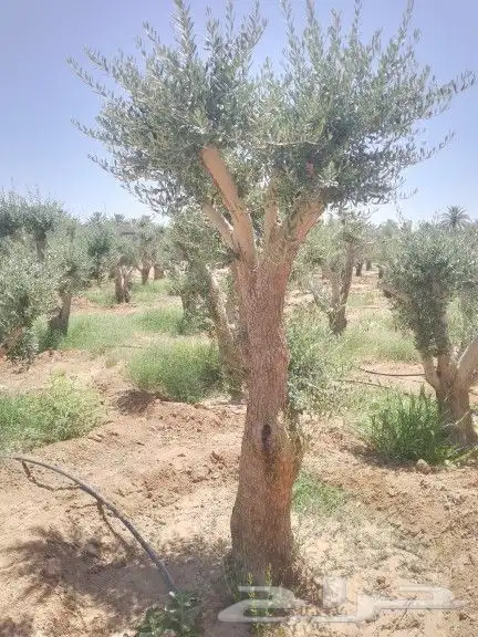 يوجد لدينا انوع الشجر والزيتون المعمر والنخيل عربي وشنطني 5