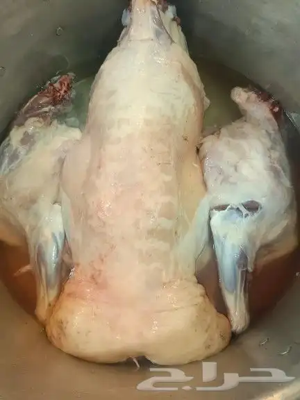 طباخ متنقل داخل وخارج الرياض 1