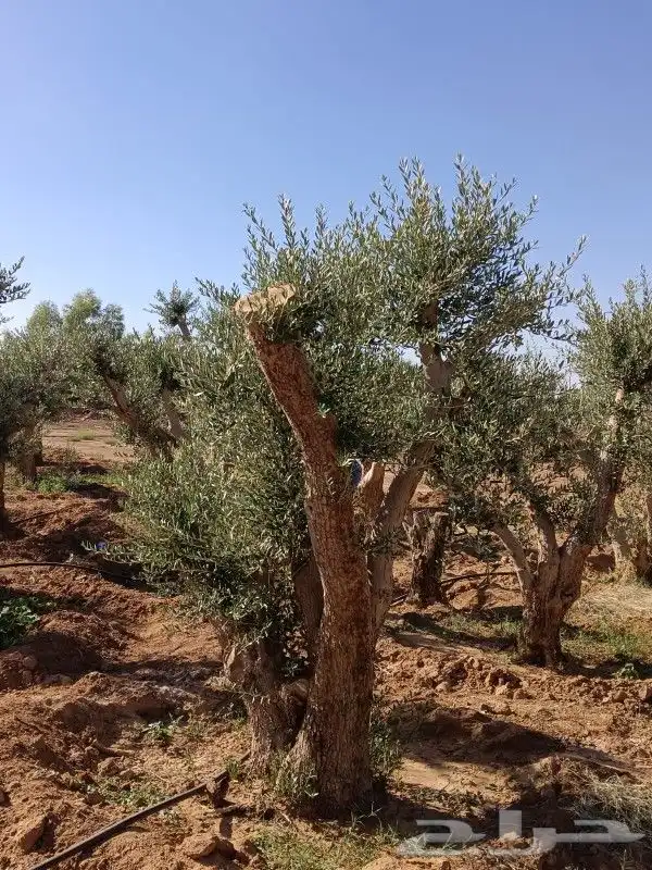 يوجد لدينا انوع الشجر والزيتون المعمر والنخيل عربي وشنطني 2