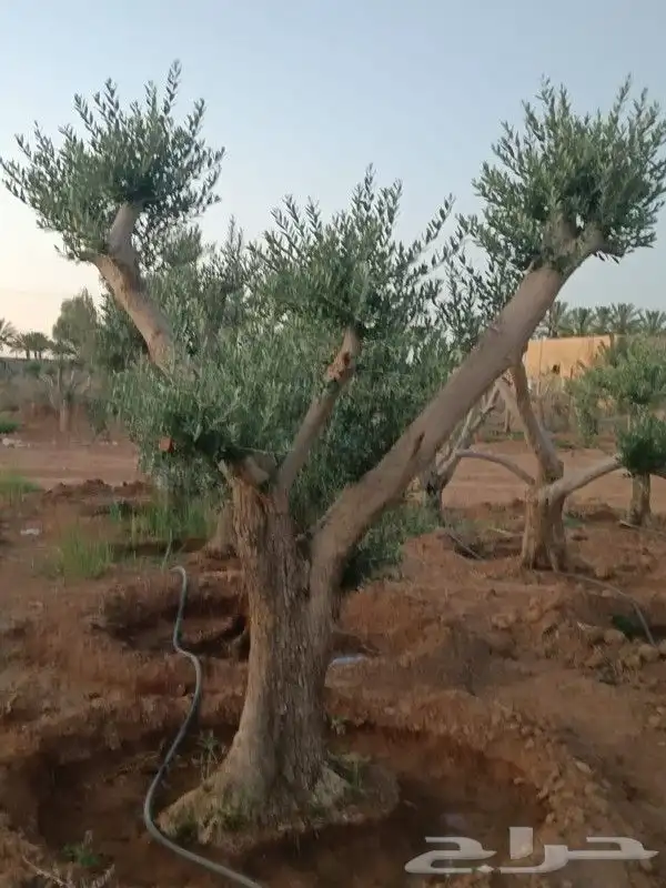 يوجد لدينا انوع الشجر والزيتون المعمر والنخيل عربي وشنطني 4
