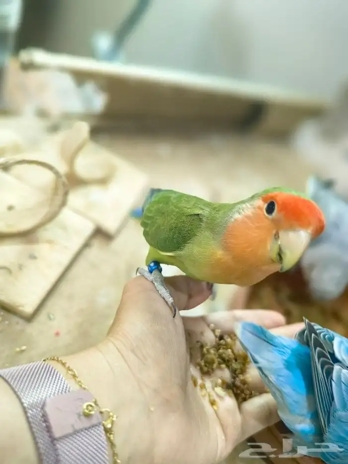 بغبغاء روز 1