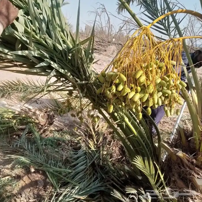 نخل مثمر للبيع توصيل للموقع 4