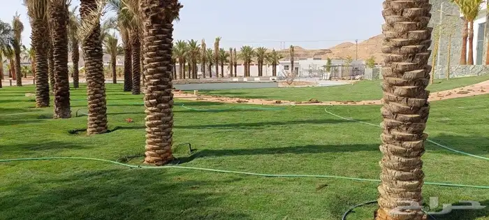 المهندس أبو سجي لجميع أعمال الزراعة والتنسيق والديكور 5