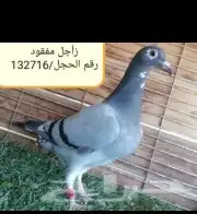 حمام زاجل سباق (مفقودة.بالمدينة المنورة وضواحيها) كبار وطبات 0