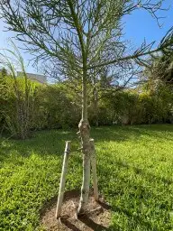 ثيل طبيعي C2000 زرع طبيعي 4