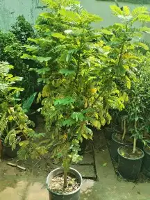 ثيل طبيعي C2000 زرع طبيعي 1